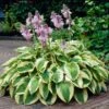 Wide Brim Hosta -Fast Growing Trees wide brim hosta 600x600 82c20dde 9a78 443b 8c87 1eab0aa78f7c