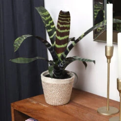 Zebra Plant In Decorative Pot 15 Zebra Plant In Decorative Pot -Fast Growing Trees zebra jute 4